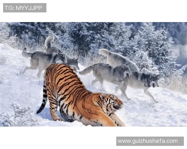 棕熊与二十只狼的生死对决谁能在森林中称王称霸